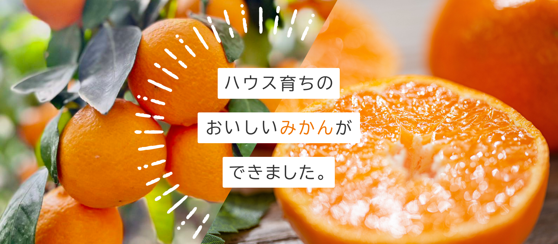 ハウス育ちのおいしいみかんができました。